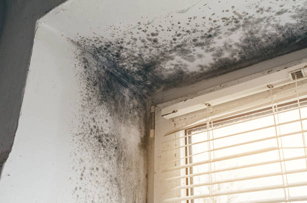 Affordable Mold Cleanup solutions in Magnolia, NJ